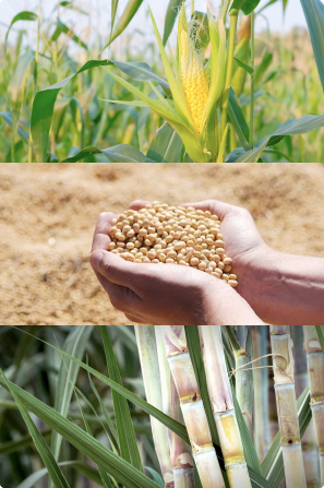 Plantação de milho, cana de açúcar e soja