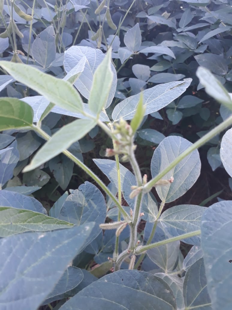 Soja acultura mais cultivada do Brasil